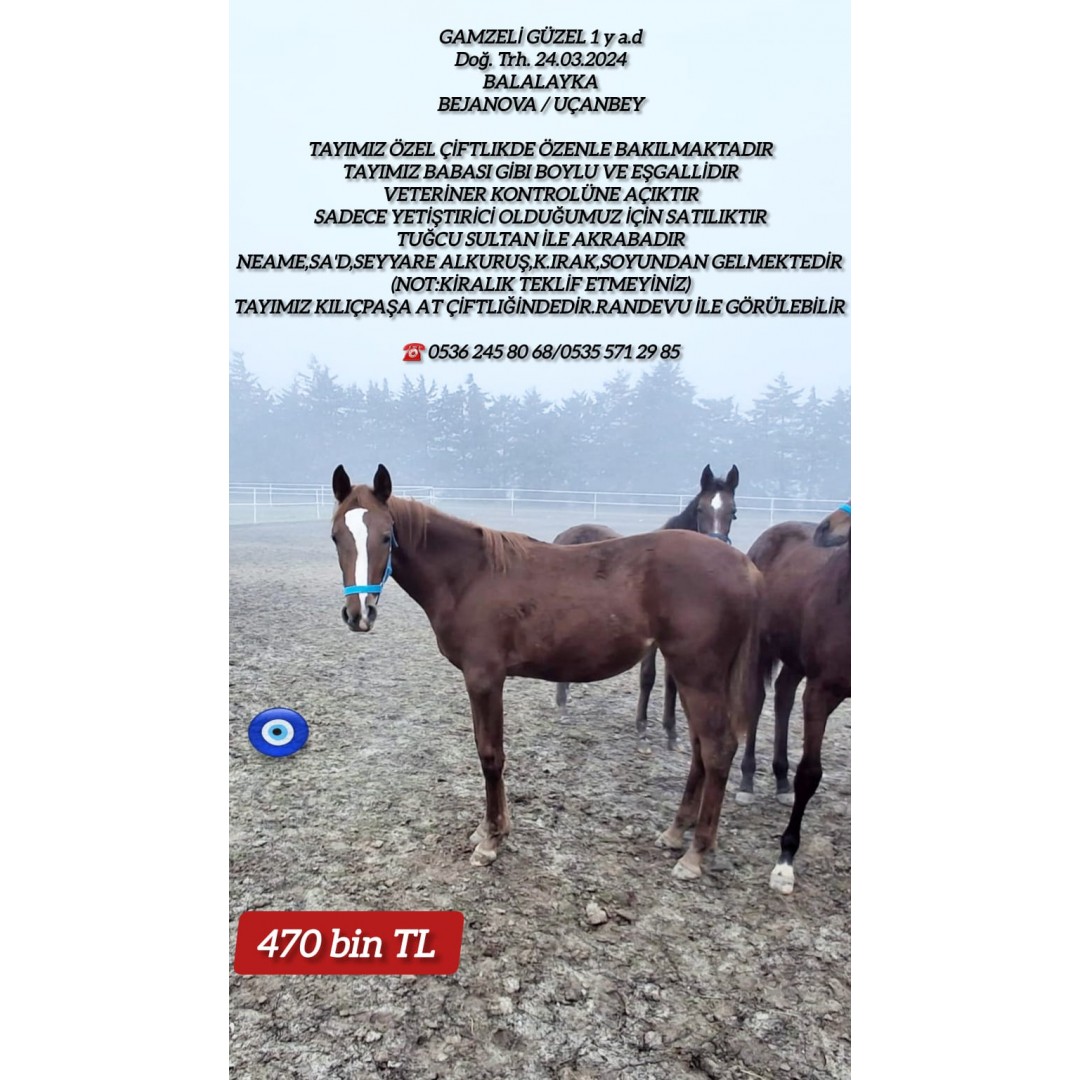 1 yş. Balalayka &Bejanova Tayı (GAMZELİ GÜZEL) 