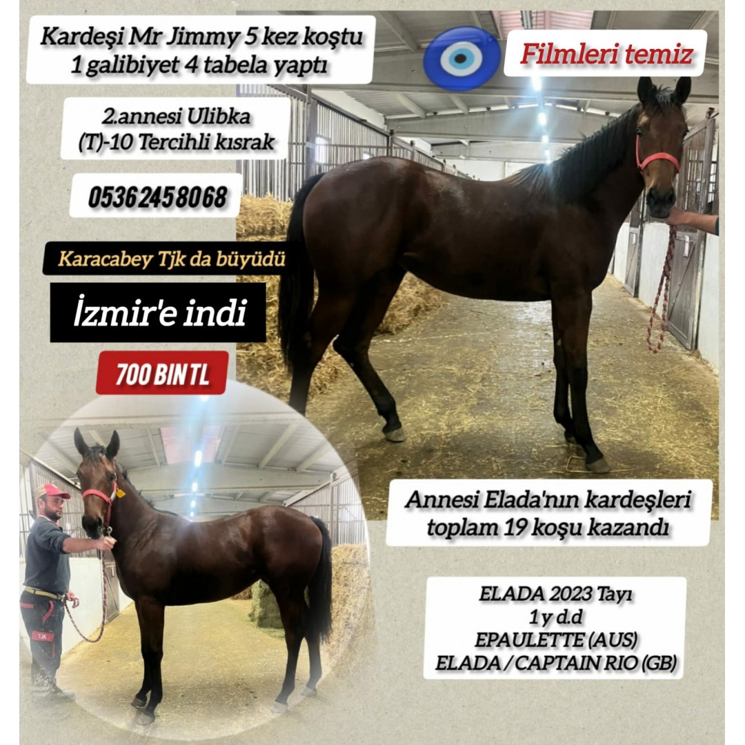 1 Buçuklu Epaulette&Elada dişi tayı 2.Anne Tercihli Kısrak Ulibka İzmire indi