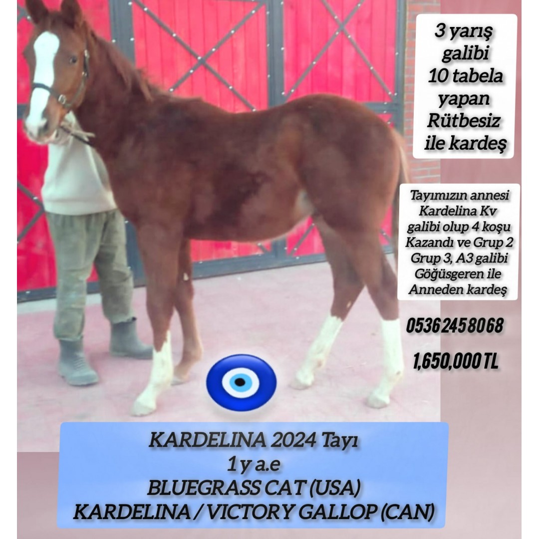 2024 doğumlu Erkek Bluegrass Cat tayı anne:Kardelina Şampiyon Göğüsgeren ile kardeş 2.anne Mekin Tercihli