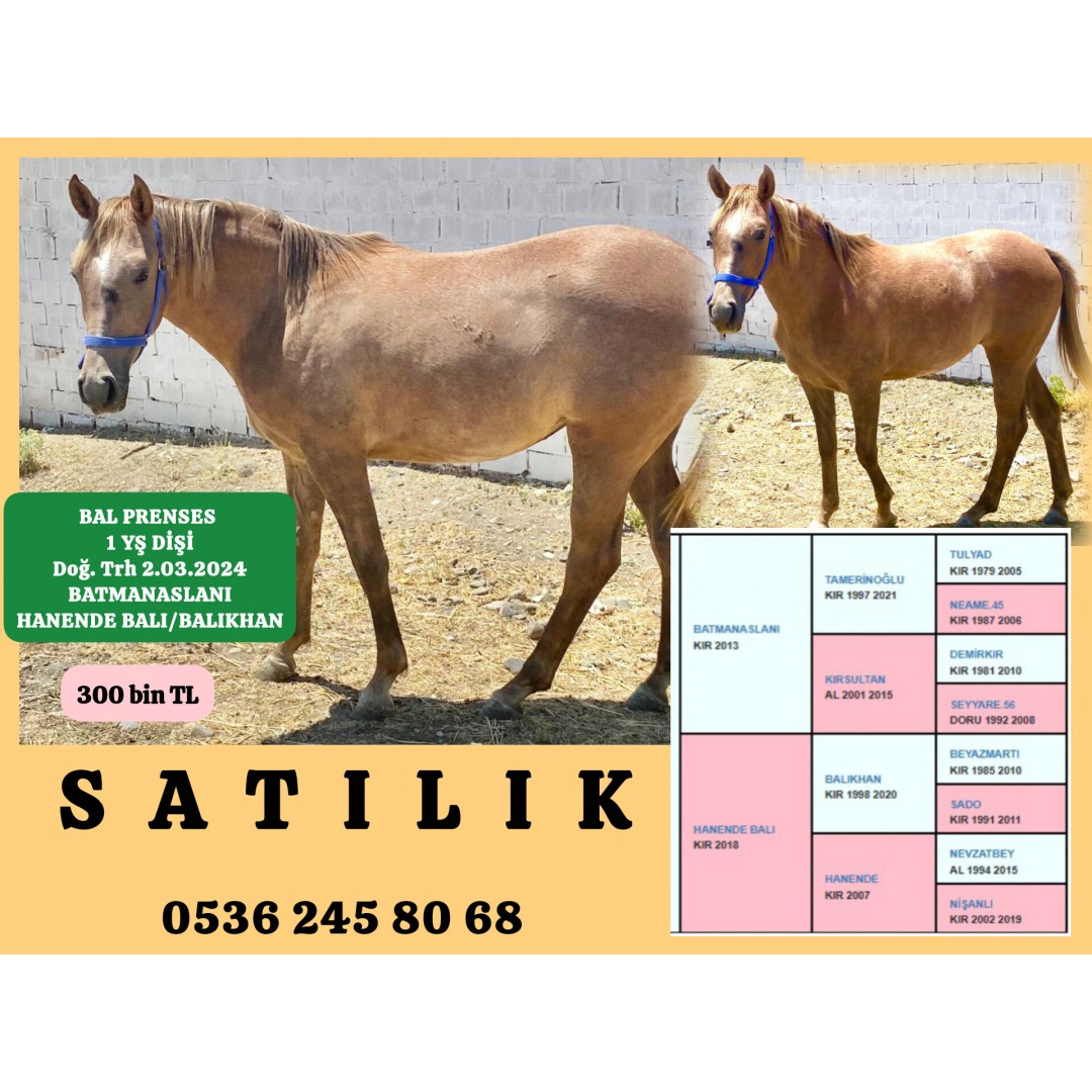 2024 DOĞUMLU BATMANASLANI DİŞİ TAYI ANNE:HANENDE BALI 300 BİN TL