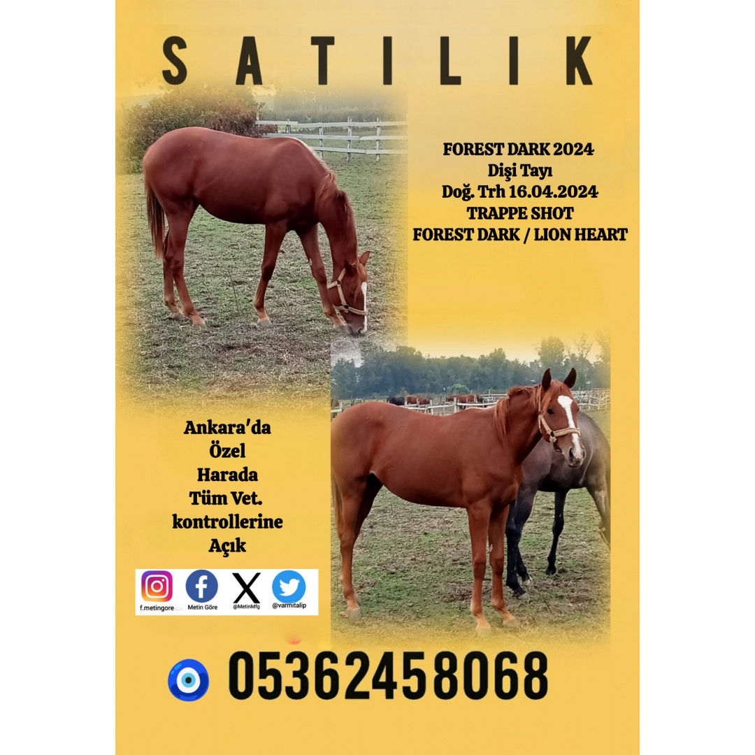 1 BUÇUK YŞ.TRAPPE SHOT - FOREST DARK 2024 DİŞİ TAYI KISRAK BABASI LION HEART