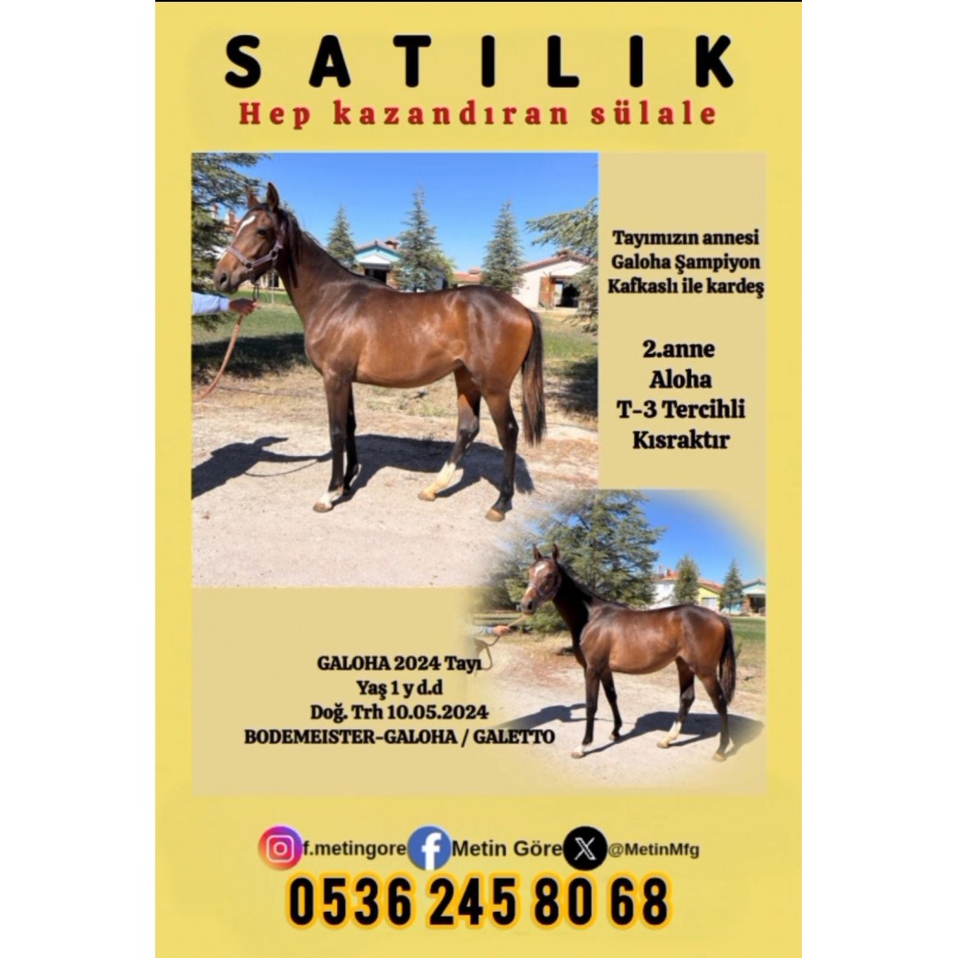 1 BUÇUK YŞ.BODEMEISTER & GALOHA 2024 DİŞİ TAYI ŞAMPİYON TERCİHLİ KISRAK SÜLALESİ