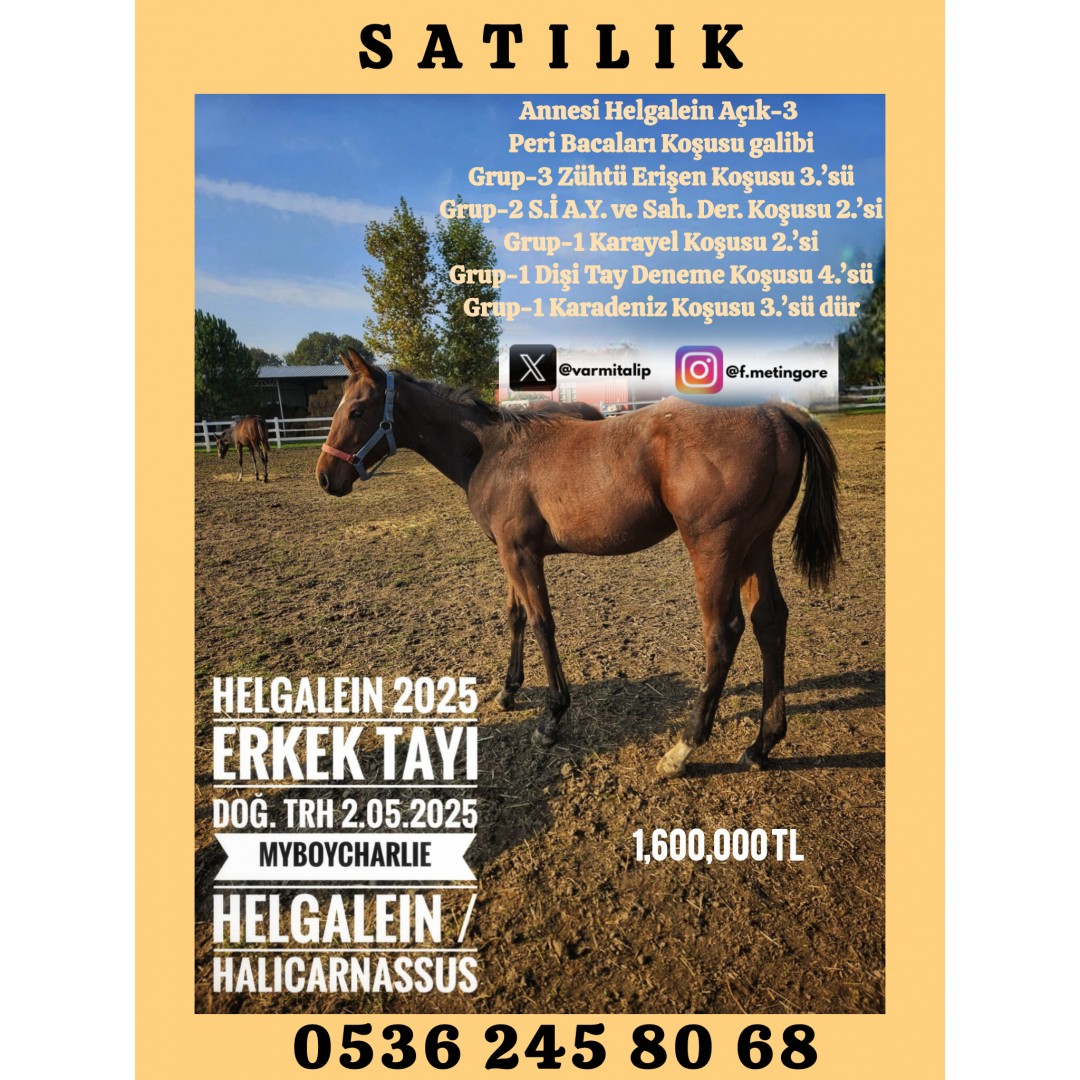 2025 HELGALEIN ERKEK TAYI BABA MYBOYCHARLIE