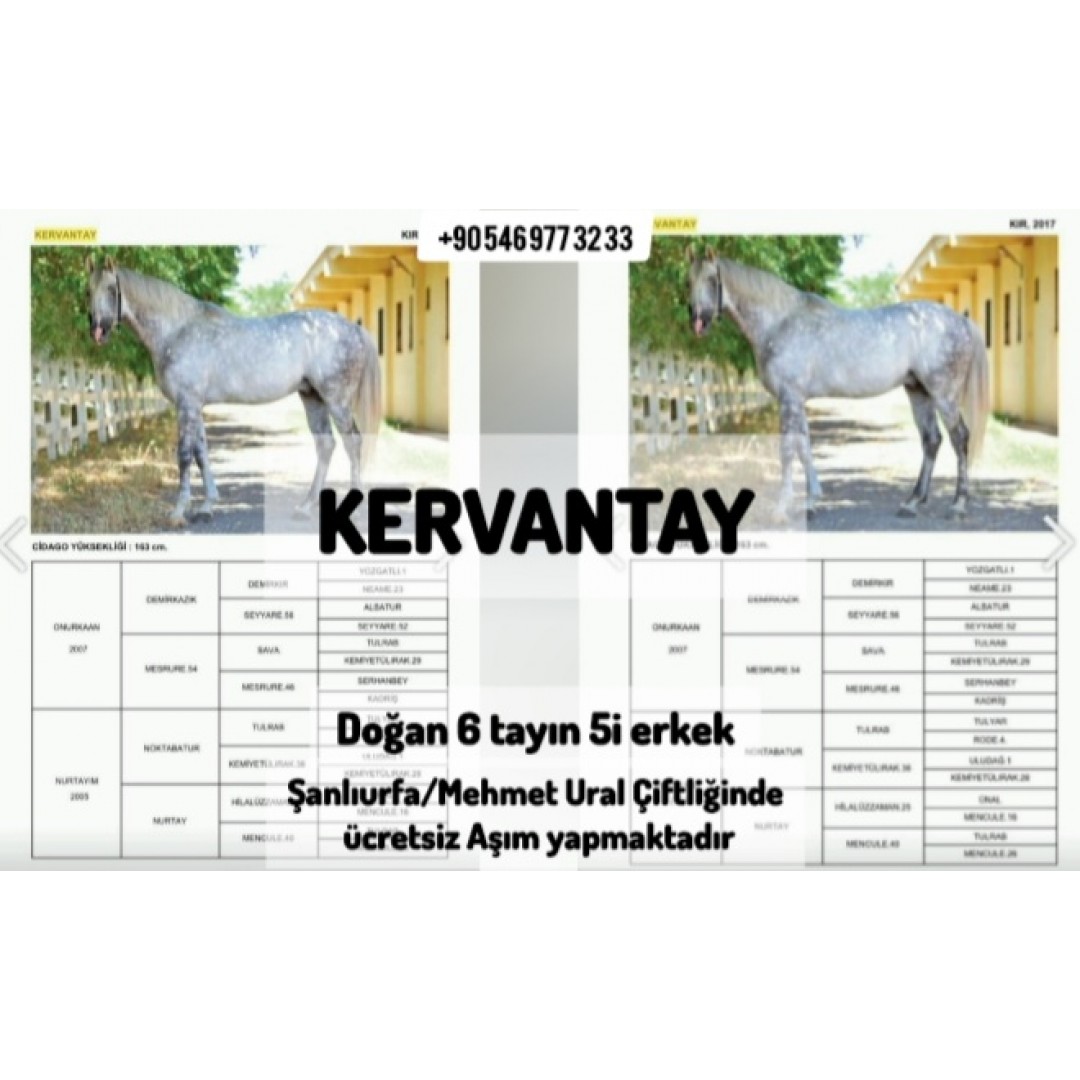KERVANTAY ÜCRETSİZ AŞIM YAPMAK ÜZERE URAL ÇİFTLİĞİNDE +905469773233