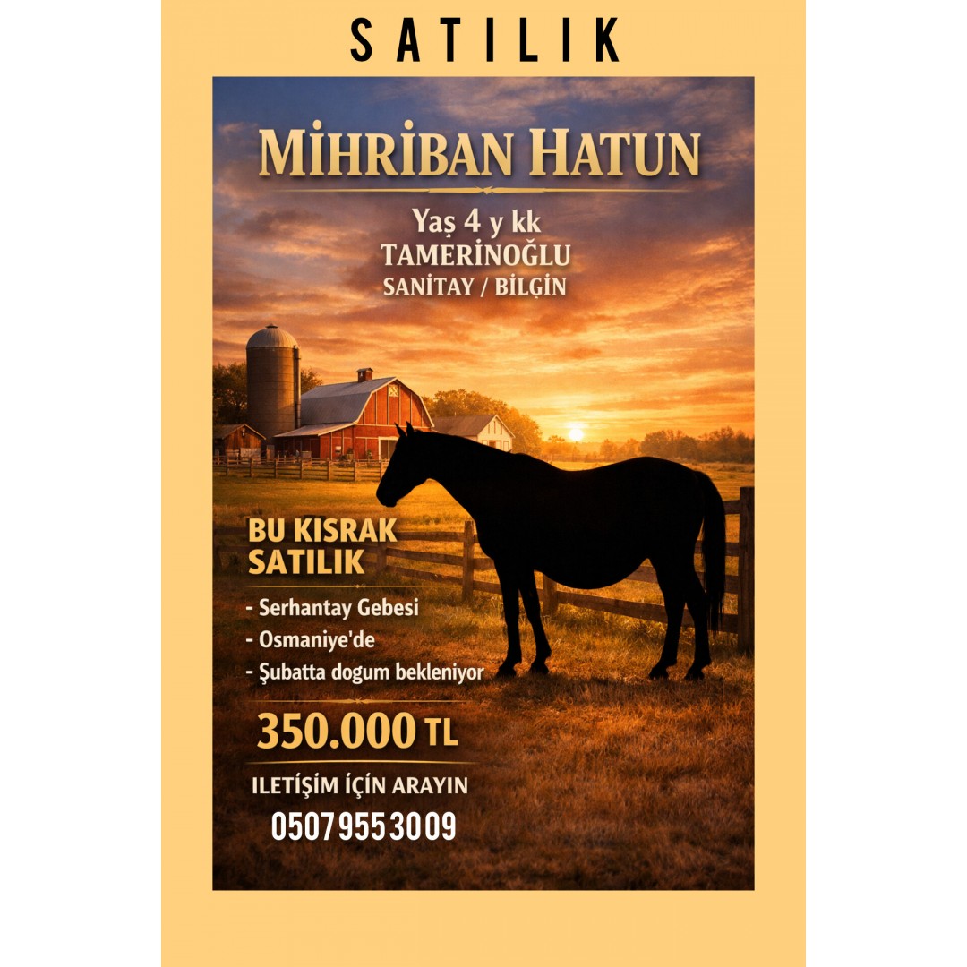 SERHANTAY GEBESİ DAMIZLIK KISRAK MİHRİBAN SULTAN ŞUBATTA DOĞUM 350 BİN TL