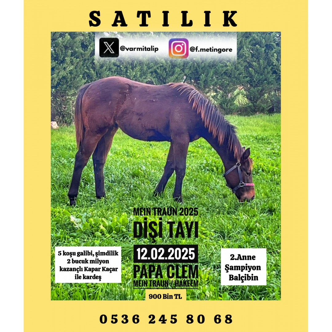 2025 DOĞUMLU DİŞİ TAY (PAPA CLEM-MEIN TRAUN)900 BİN TL.