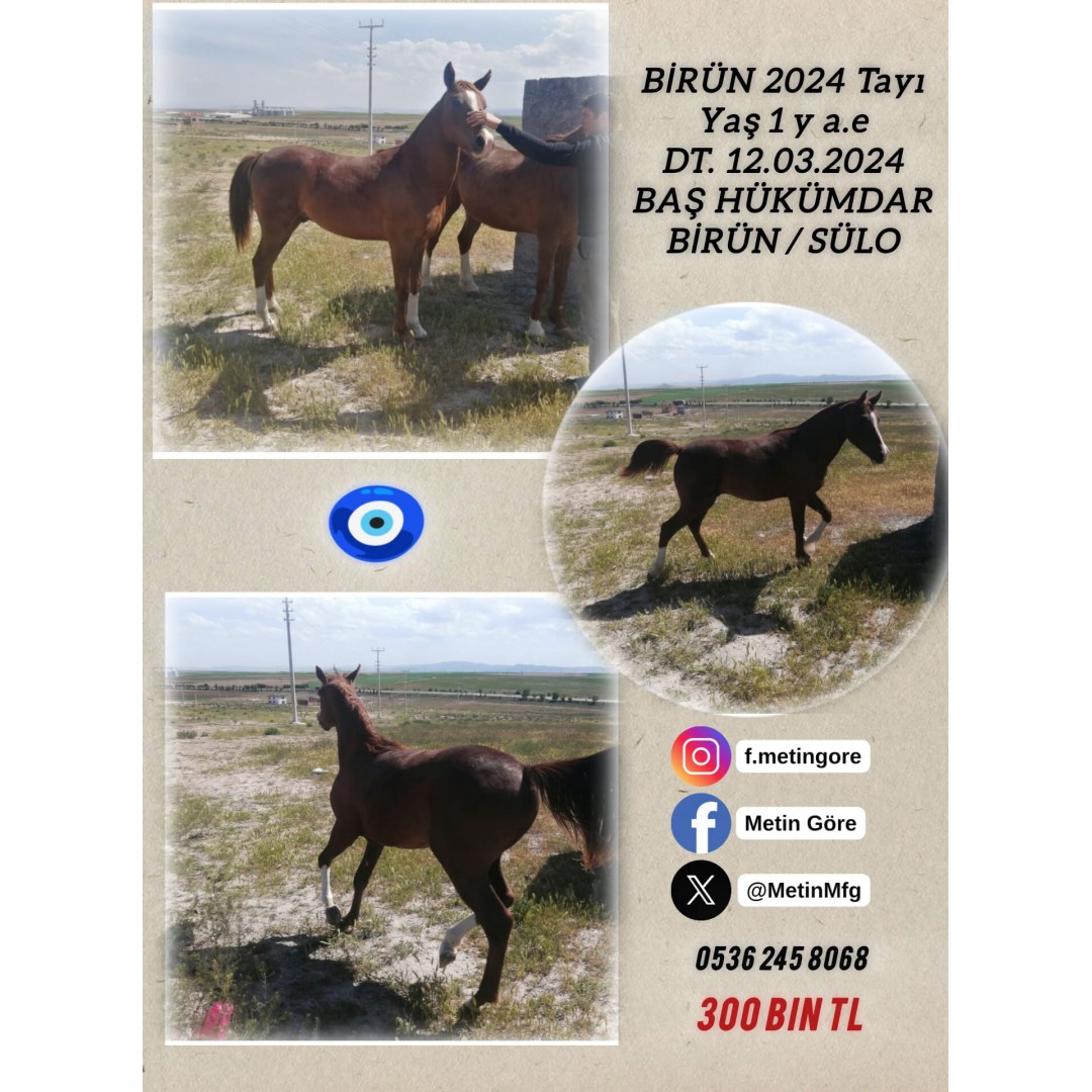 1 yaşında Başhükümdar Erkek tayı anne Birün sadece 300 bin tl