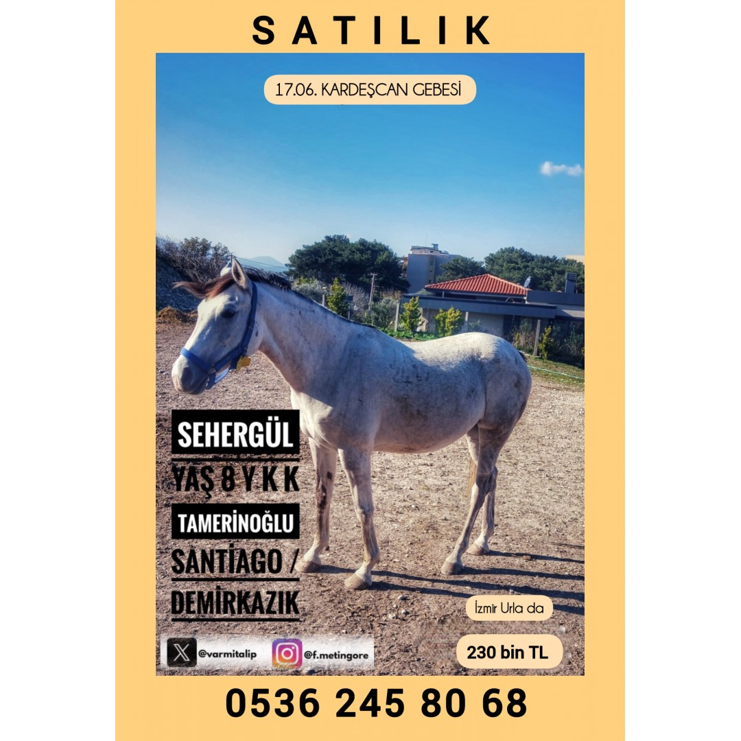 17 HAZİRAN KARDEŞCAN GEBESİ TAMERİNOĞLU KIZI DAMIZLIK KISRAK SEHERGÜL 