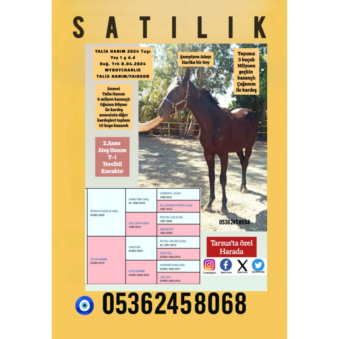 2.ANNESİ ATEŞ HANIM T-1 TERCİHLİ KISRAK, 1.ANNESİ TALİA HANIM OĞUZUN RÜYASI İLE KARDEŞ MYBOYCHARLIE-TALİA HAMIM 1 BUÇUKLU DİŞİ TAY 05362458068