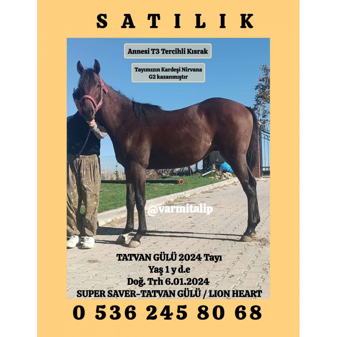 T-3 TERCİHLİ KISRAK OĞLU (TATVAN GÜLÜ-sUPER SAVER 2024 ERKEK TAYI) ADANADA İDMANDA