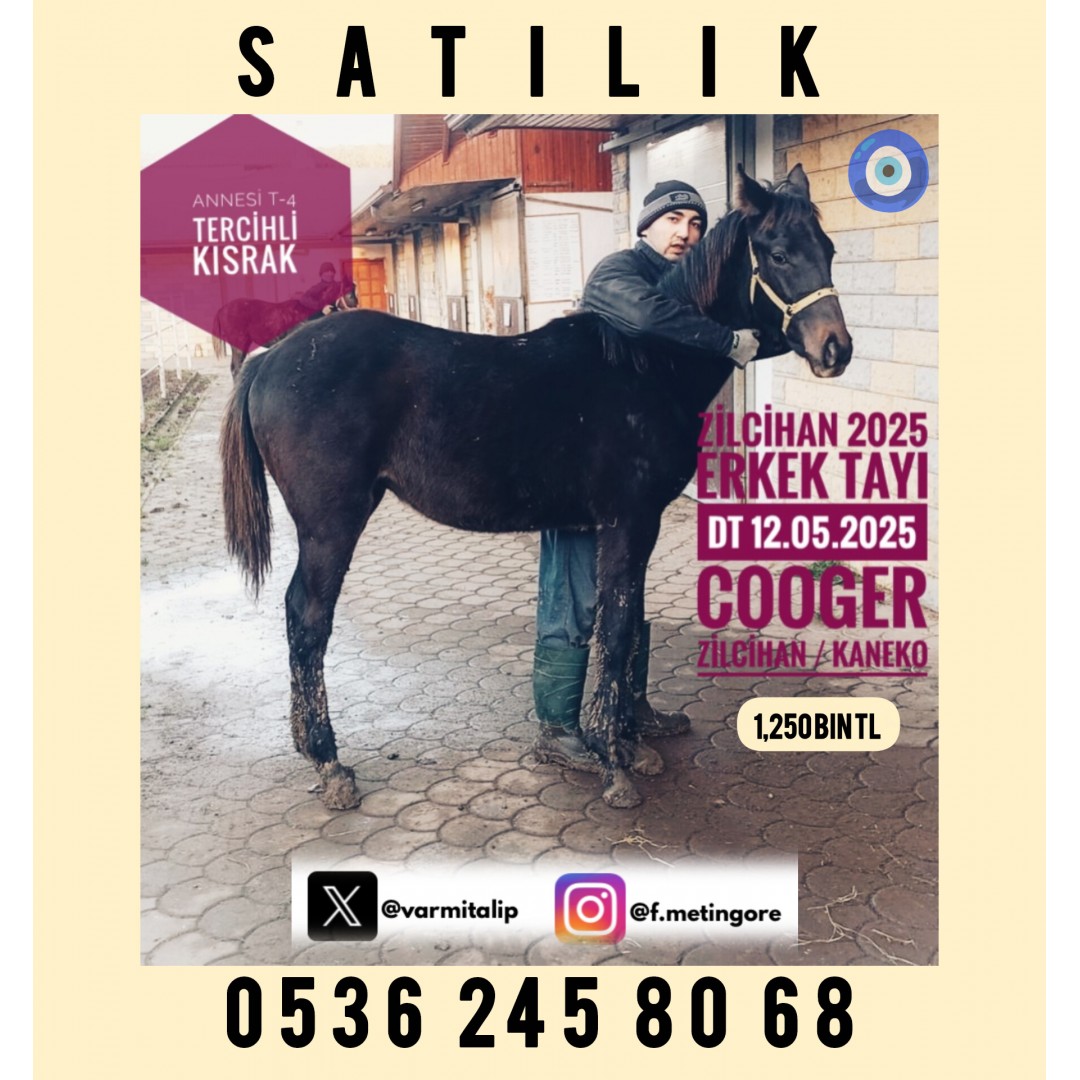 ANNESİ TERCİHLİ KISRAK ZİLCİHAN 2025 COOGER ERKEK TAYI 1.150.000 tl