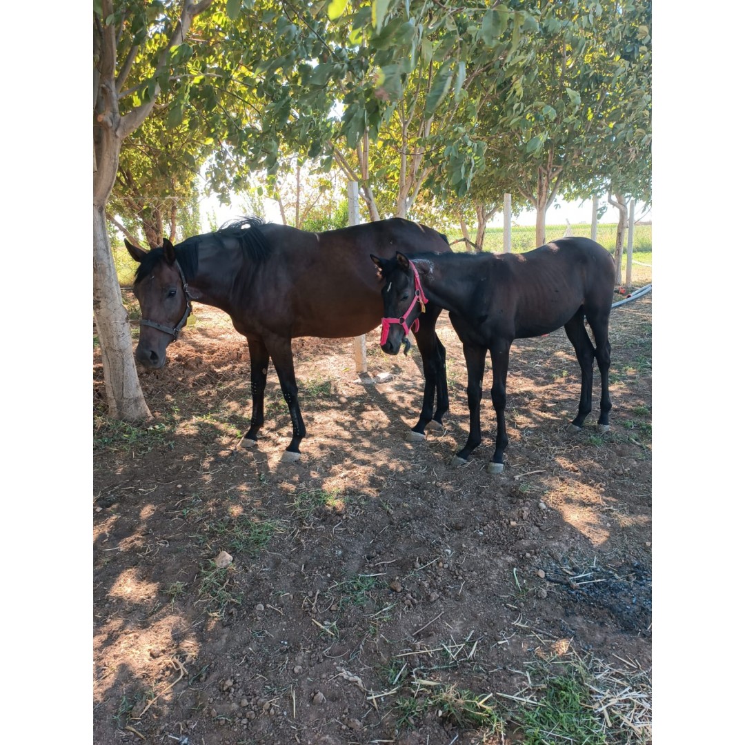 RHYTHM DIVINE GEBESİ DAMIZLIK YANINDA AEGEAN FINALE ERKEK TAYI İLE BERABER SATILIK KAFKAS KIZI 0541 818 5301