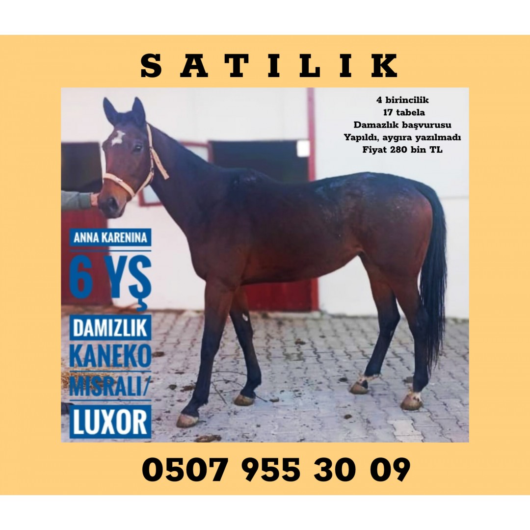 KANEKO KIZI YENİ DAMIZLIK ANNA KARENINA 280 BİN TL