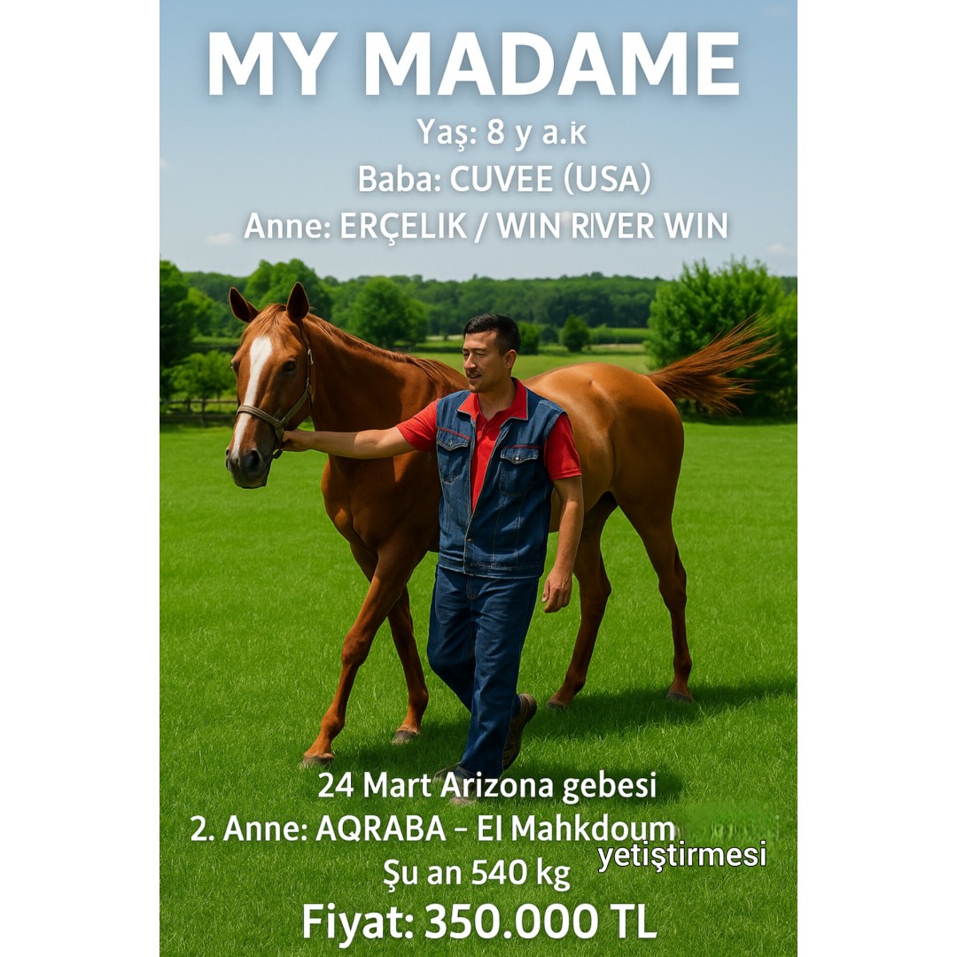 Arizona gebesi  8 yaşında Cuvee kızı damızlık My Madame 