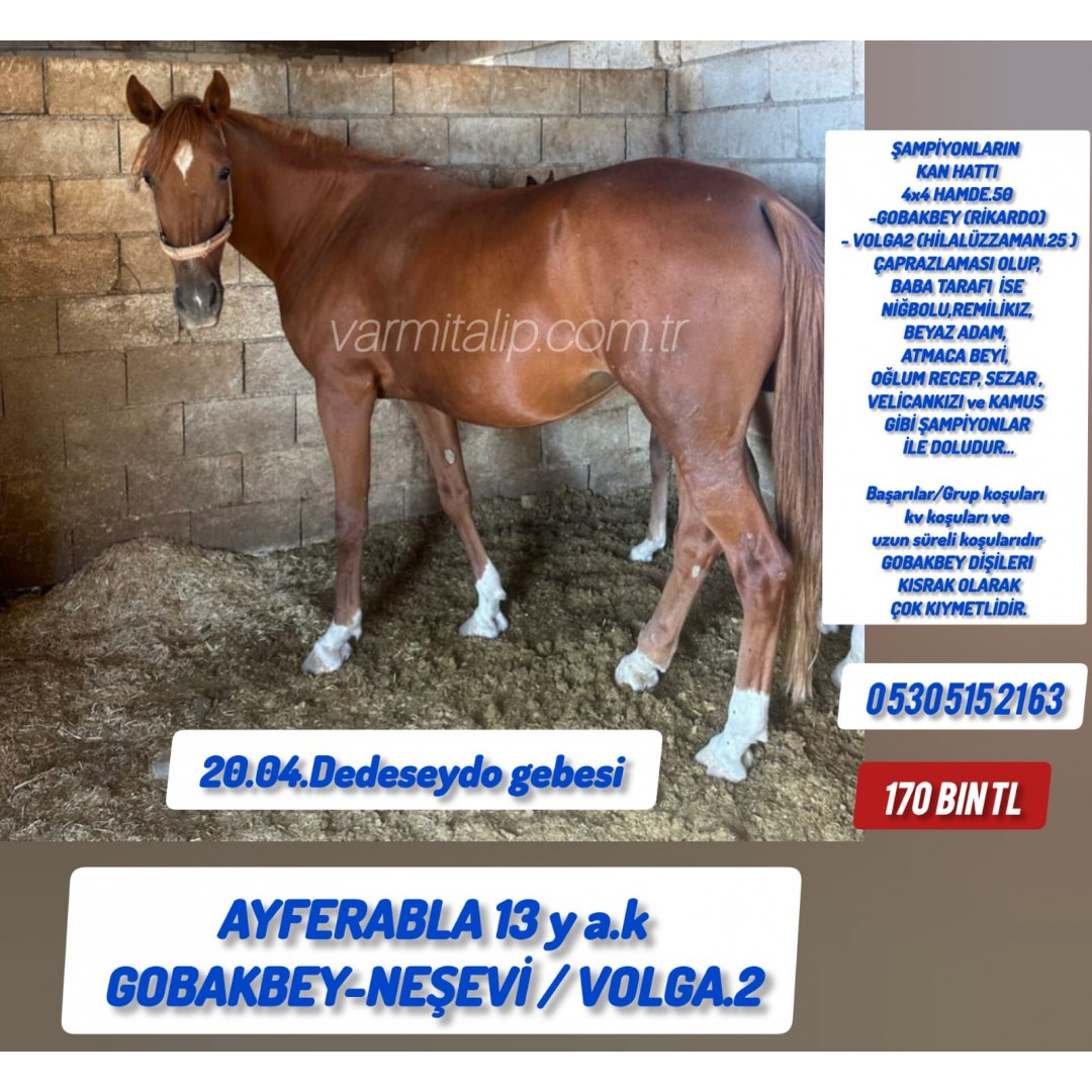 20 Nisan Dede Seydo Gebesi Gobakbey kızı damızlık Ayferabla 170 bin Tl.