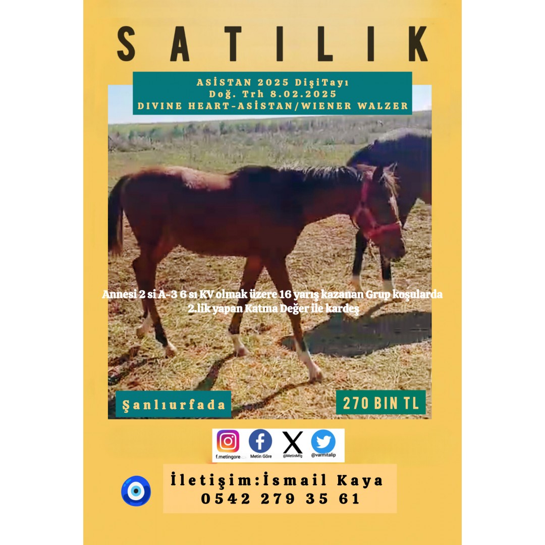 2025 DOĞUMLU DIVINE HEART-ASİSTAN DİŞİ TAYI 270 BİN TL.ŞANLIURFADA 0542 279 35 61