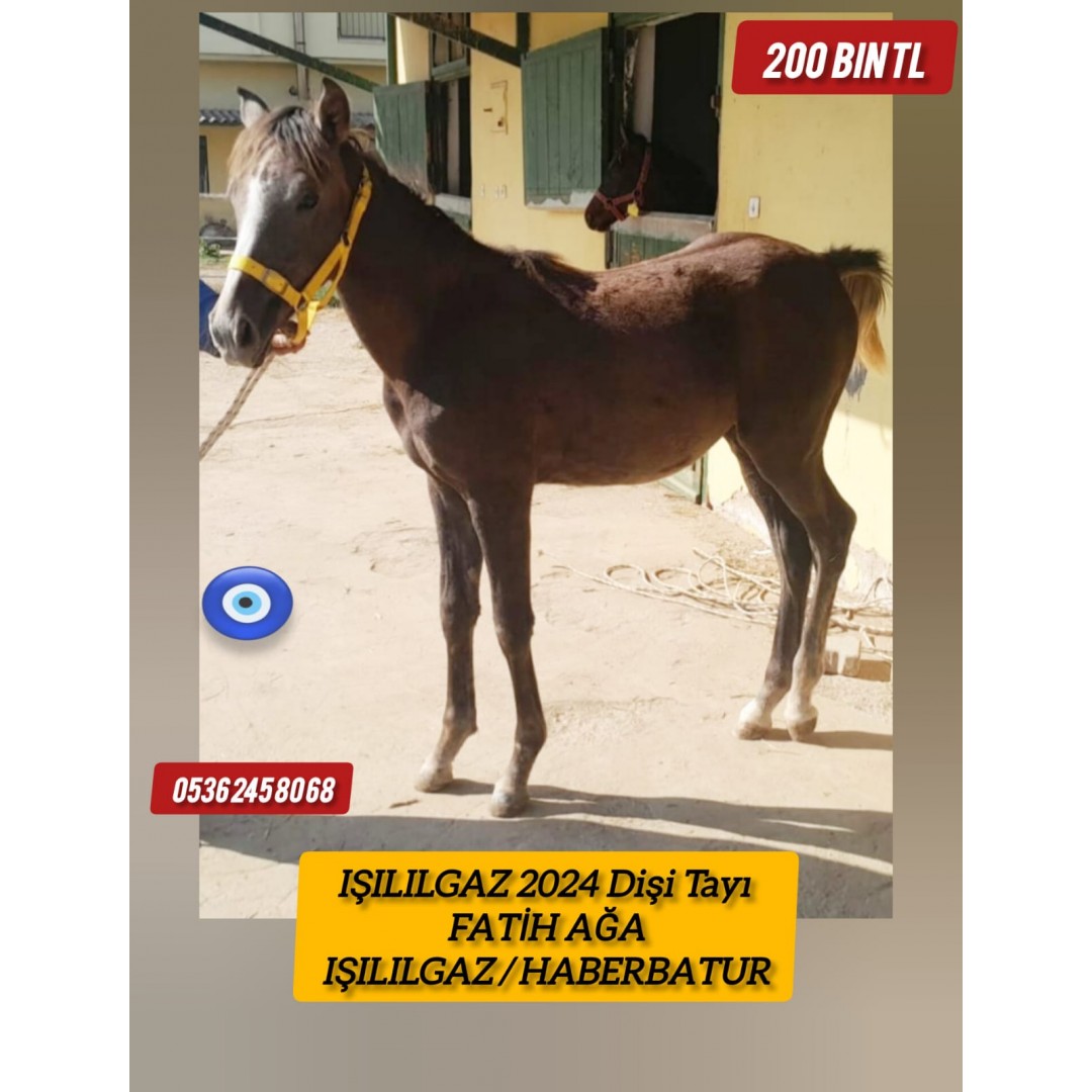 2024 Doğumlu Fatihağa Işılılgaz dişi tayı 