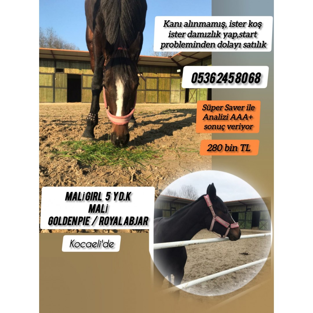 5 yaşında Kocaeli de Start probleminden dolayı satılık Kanı alınmadı ister koş ister damızlık yap Mali Kızı Mali Girl
