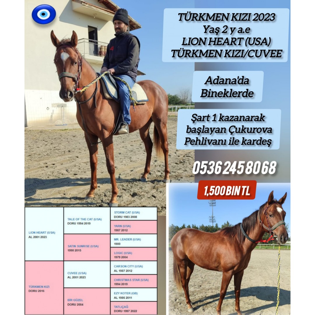 2 yaşında Adana'da idmanda Lion Heart-Türkmen kızı Erkek Tayı