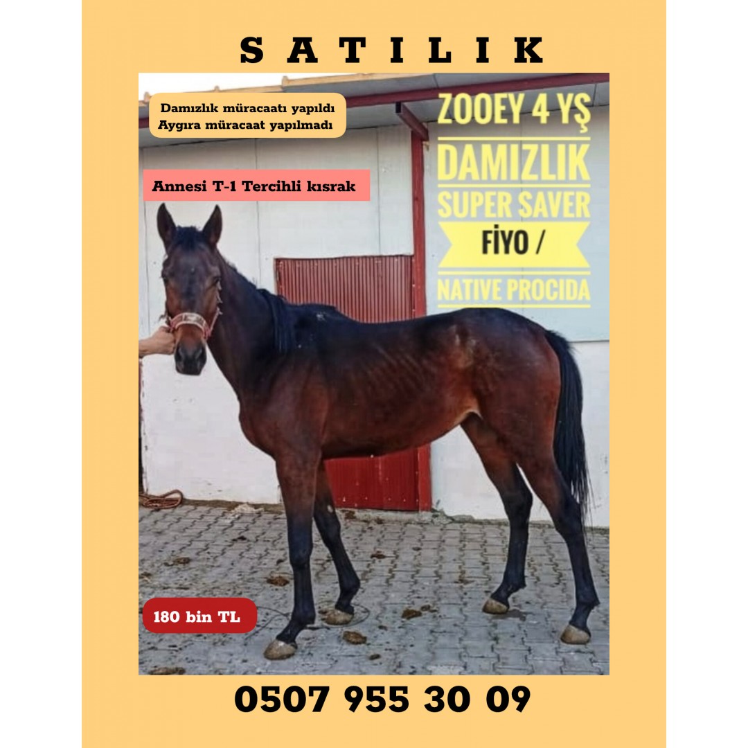 ANNESİ FİYO T1 TERCİHLİ KISRAK ZOOEY 4 YŞ.YENİ DAMIZLIK 180 BİN TL