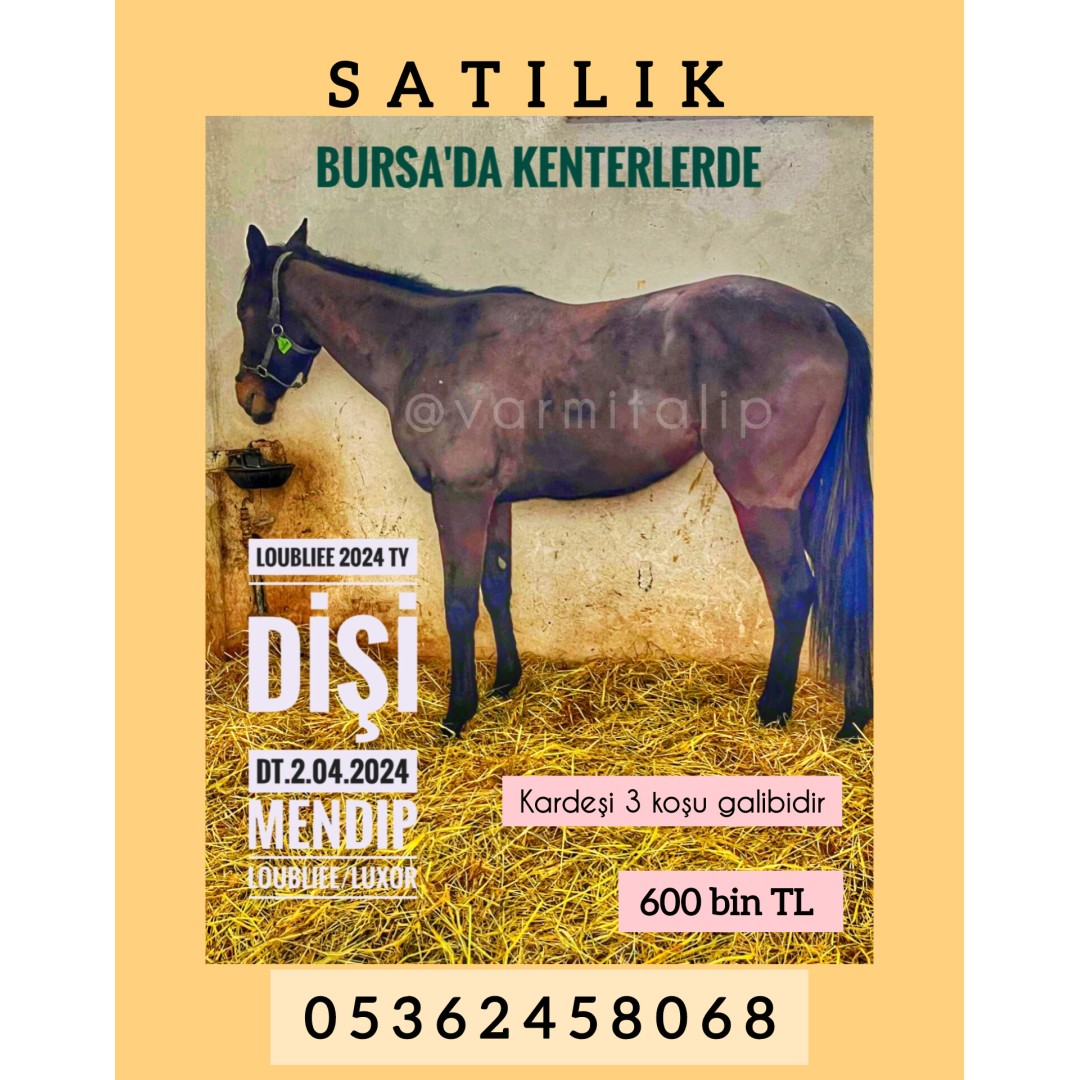 BURSADA 1200 KENTERLERDE MENDIP DİŞİ TAYI