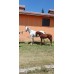 AYABAKAN'dan GEBE TERCİHLİ KISRAK