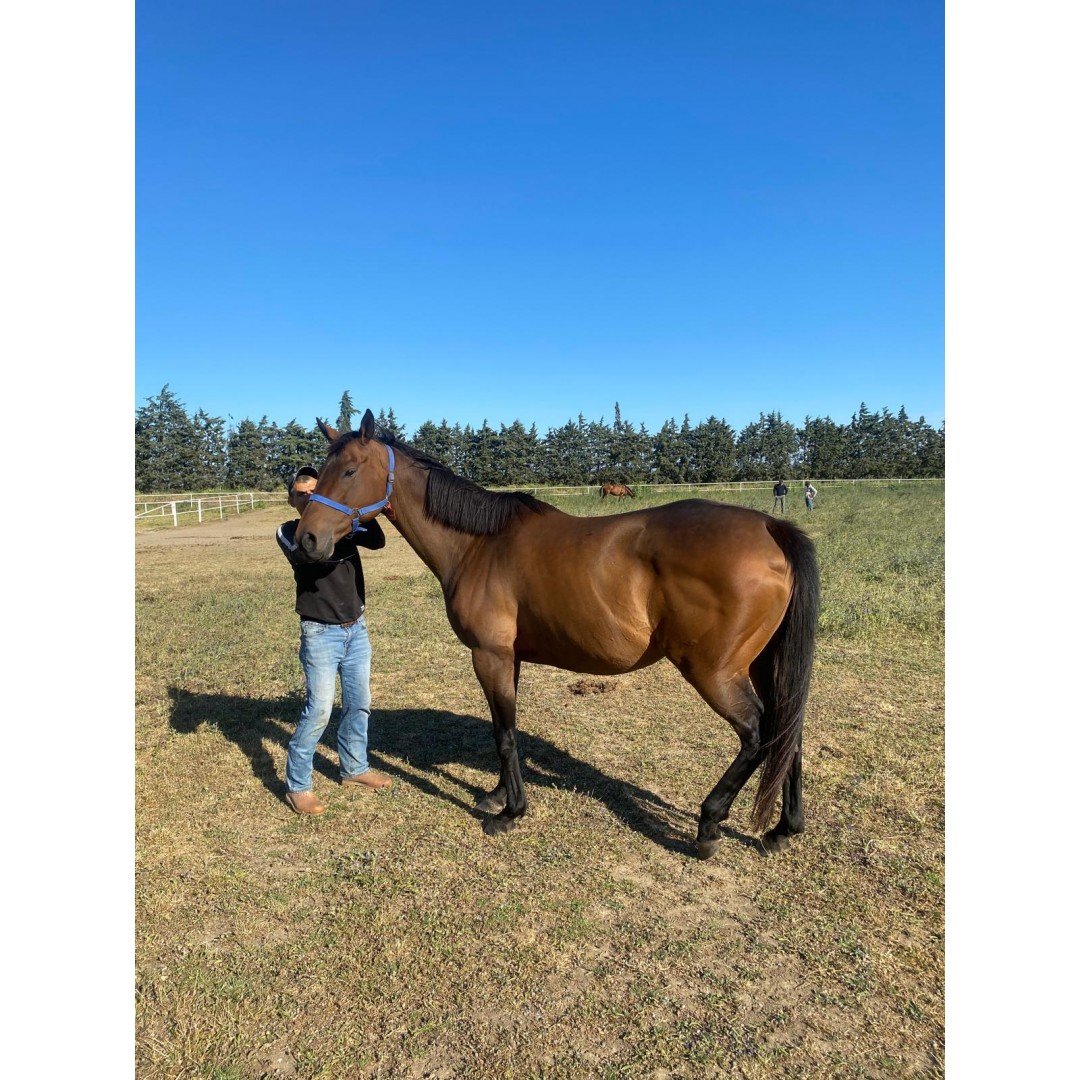 İTHAL GEBE KISRAK VE VICTOIRE PISA YAVRUSU GENÇ KISRAK