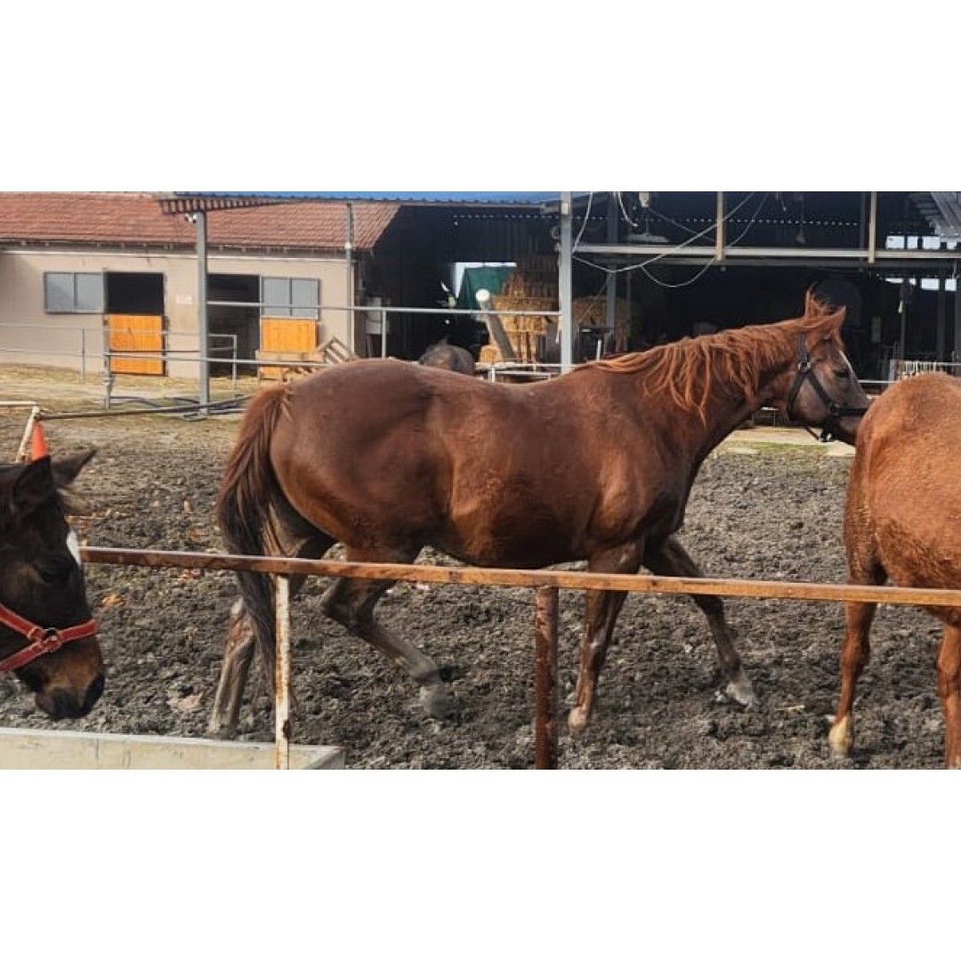 Satılık boş kısrak (Aysev)