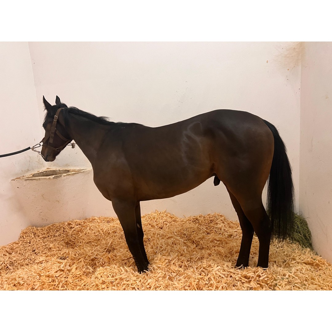 Satılık Koşan 2’li Yarış Atı