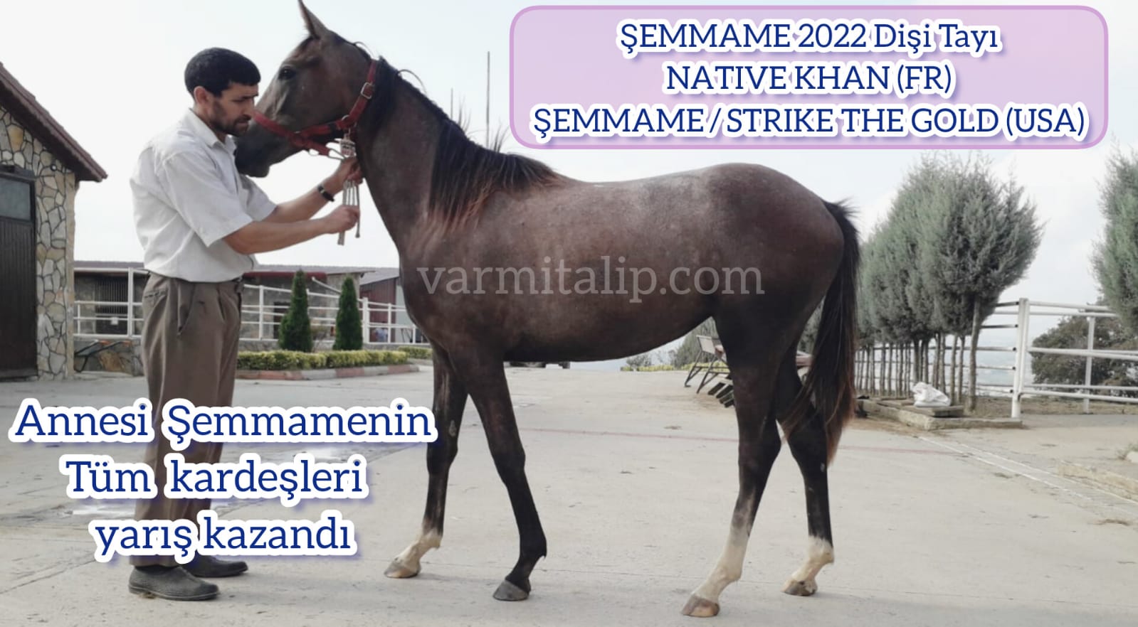 1 buçuklu NATIVE KHAN DİŞİ TAYI Anne: ŞEMMAME