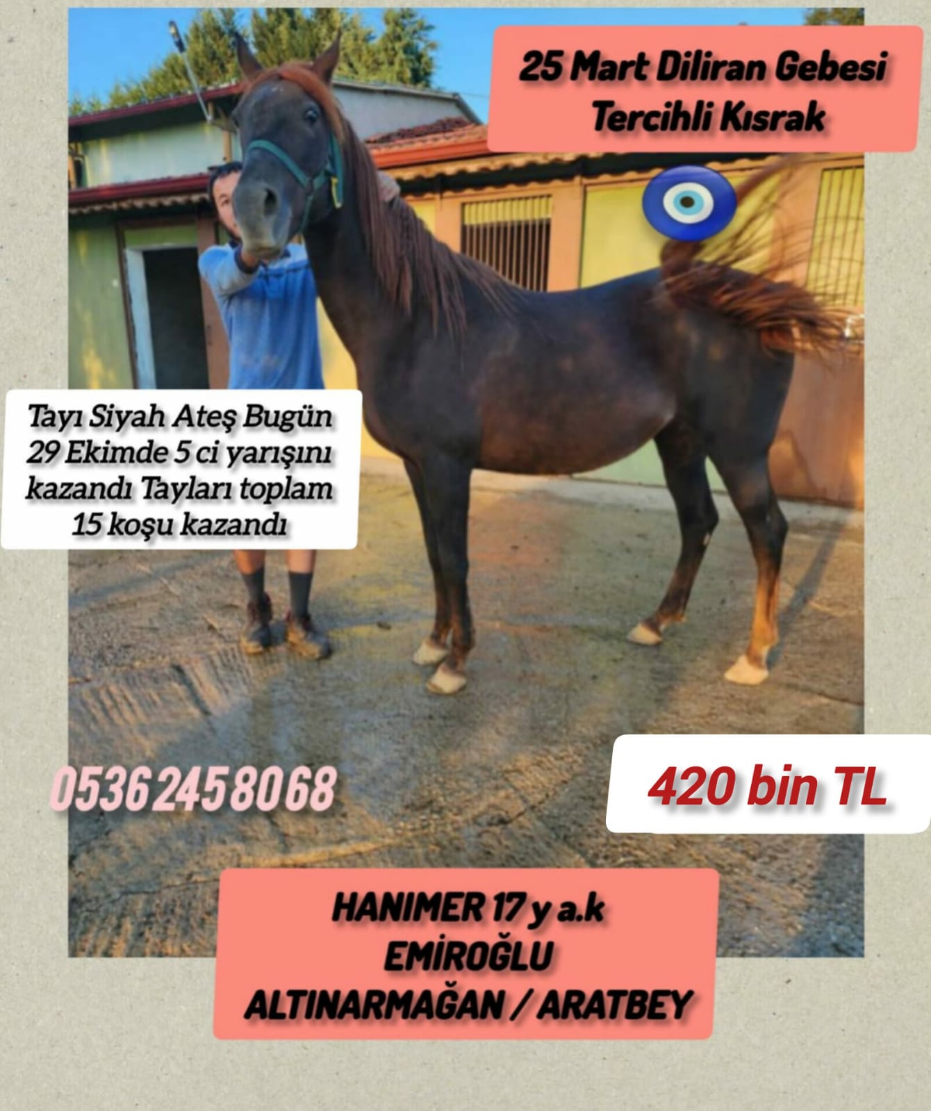 25 Mart Diliran gebesi Tercihli kısrak Hanımer,