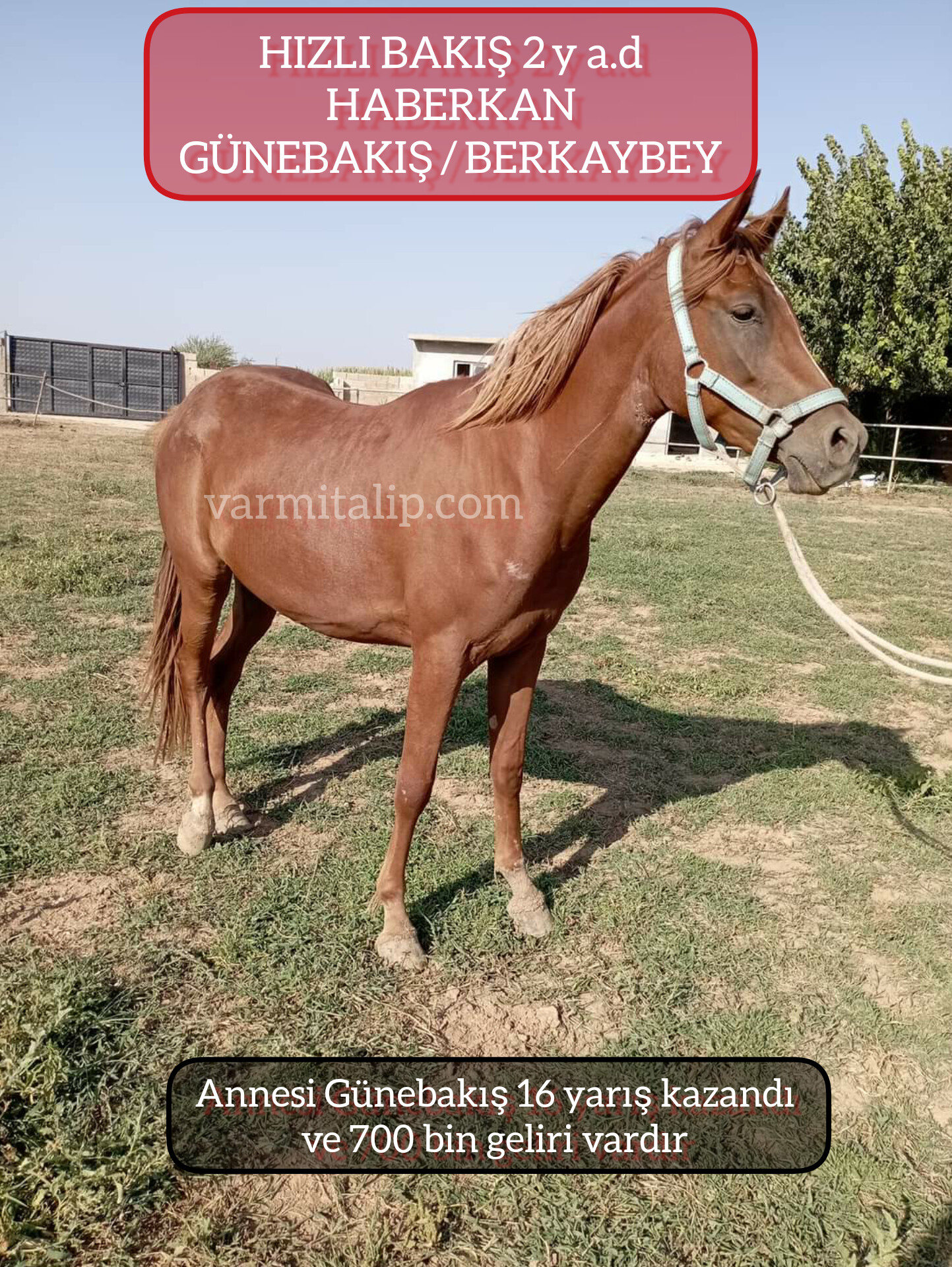 2 buçuklu HABERKAN-GÜNEBAKIŞ DİŞİ TAYİ Adı:HIZLI BAKIŞ 