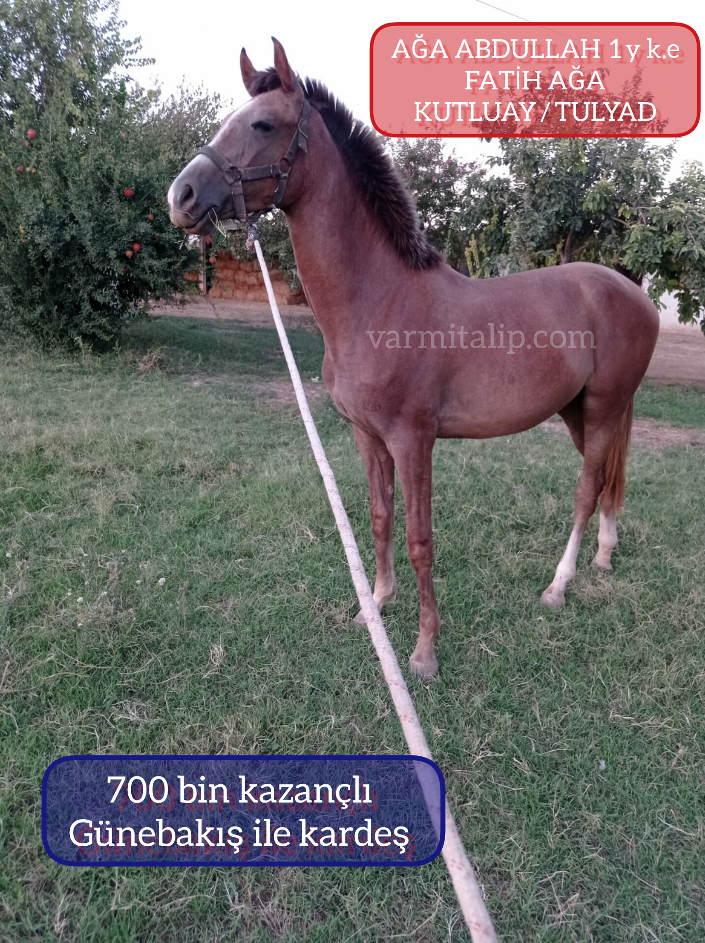 1 buçuklu FATİHAĞA ERKEK TAYI adı:AĞA ABDULLAH  Anne:KUTLUAY GÜNE BAKIŞ ile KARDEŞ 