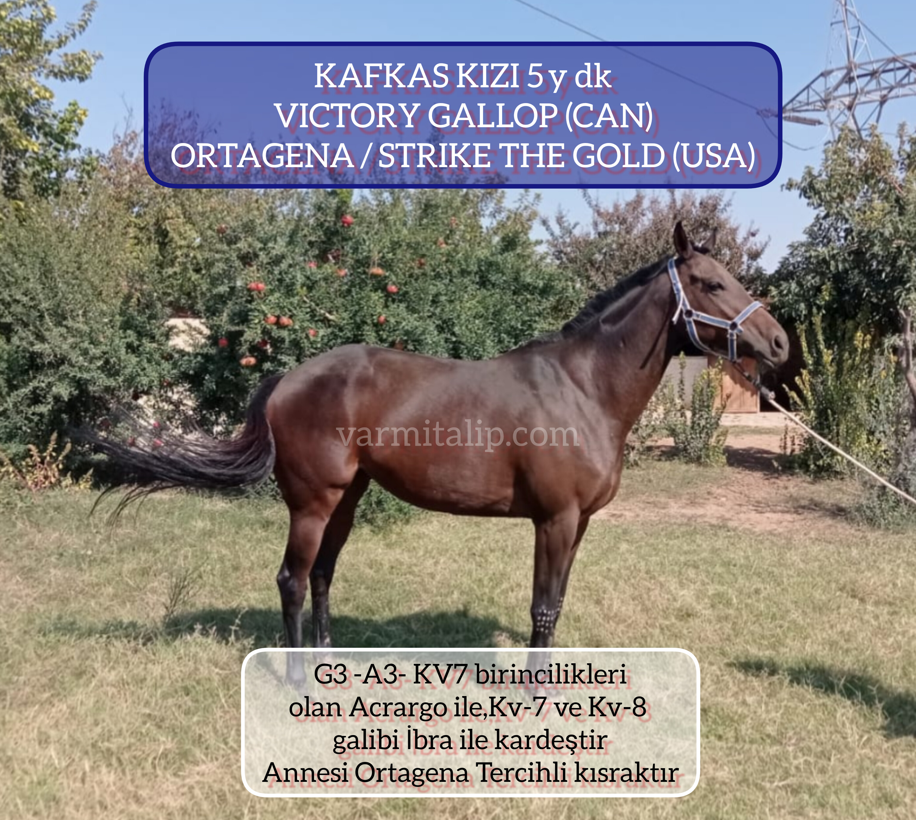 5 YŞ.GENÇ KISRAK,VICTORY GALLOP KIZI BOŞ DAMIZLIK KAFKASLI KIZI  (Anne:TERCİHLİ  ORTAGENA) 