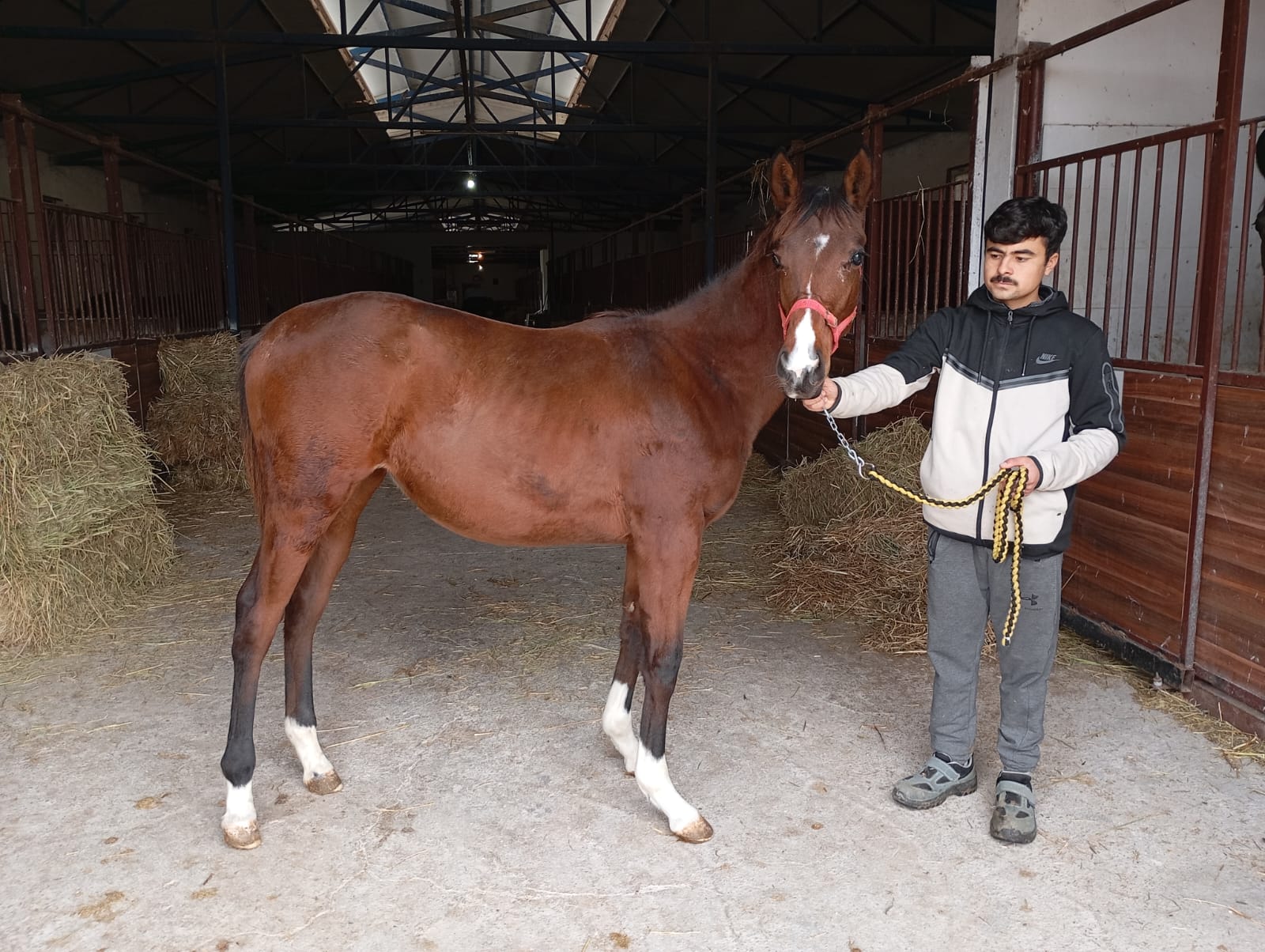 BODEMEISTER TAYI 